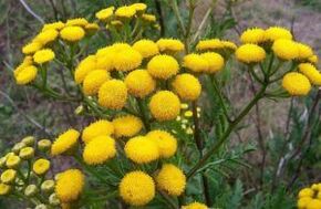 Osem iz Tansy