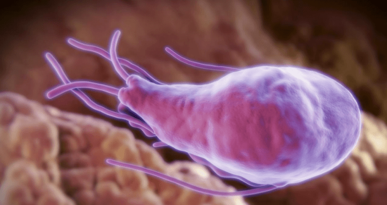 Alveococcus in Echinococcus