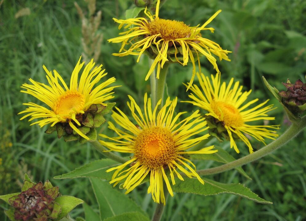 elecampane proti parazitom